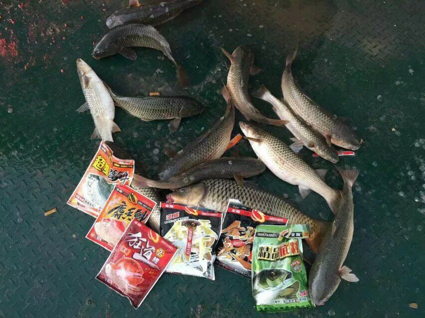 金龙经典饵料,媲美商品饵的鱼饵