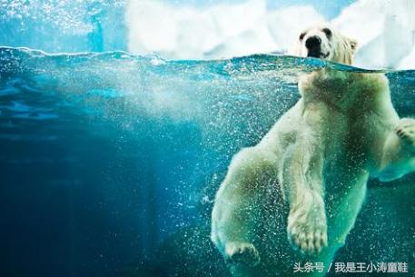 带孩子来游海昌极地海洋世界吧,带着你的宝宝畅游海洋冰雪之旅