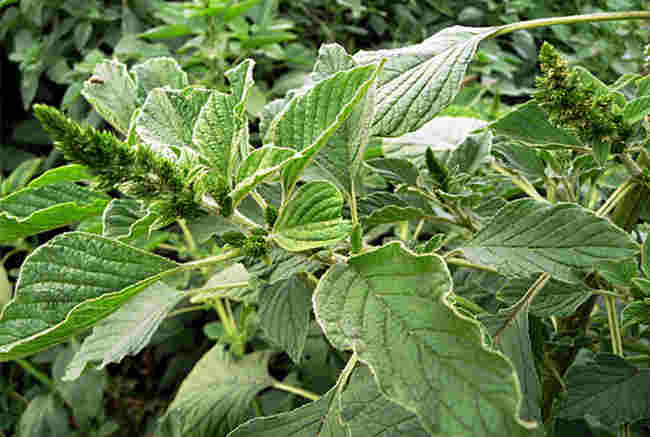 农村常见的中草药功效解说,常见中草药的功效与作用