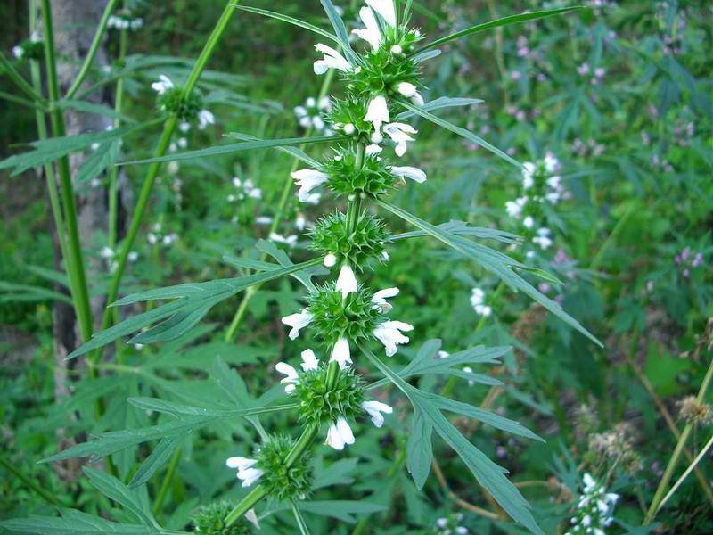 农村常见的中草药功效解说,常见中草药的功效与作用