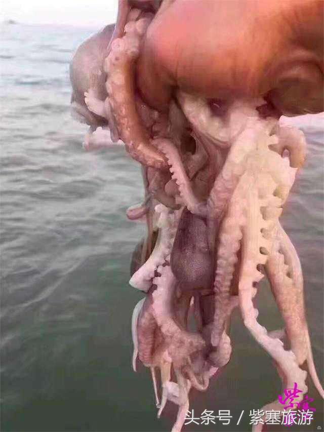 农家院采摘联盟(紫塞)乡村游攻略十六:唐山乐亭老船家农家院