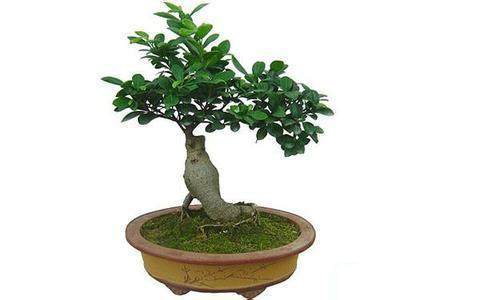 榕树盆景最好的养殖方法,榕树盆景大全及养殖方法