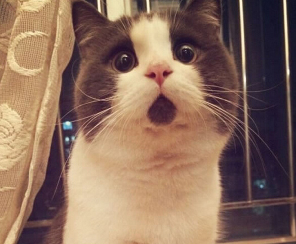 一只全方位无死角美颜的喵，和一只360度无死角的丑猫，对比伤害有多大——简直没眼看了