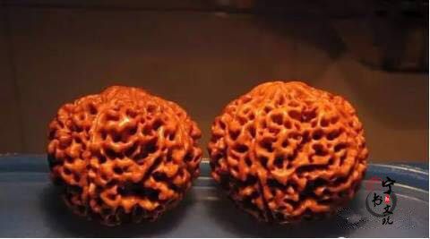 你手中的金刚菩提是真的吗?看金刚菩提真假鉴别