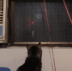 网购时商家送了个小面膜,没想这么小,给猫试了下,这~