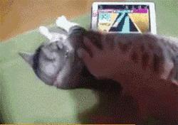 网购时商家送了个小面膜,没想这么小,给猫试了下,这~