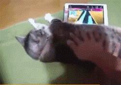 网购时商家送了个小面膜,没想这么小,给猫试了下,这~