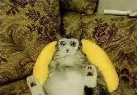 网购时商家送了个小面膜,没想这么小,给猫试了下,这~