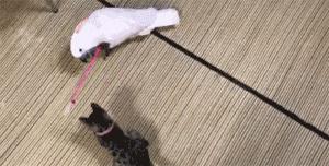 网购时商家送了个小面膜,没想这么小,给猫试了下,这~