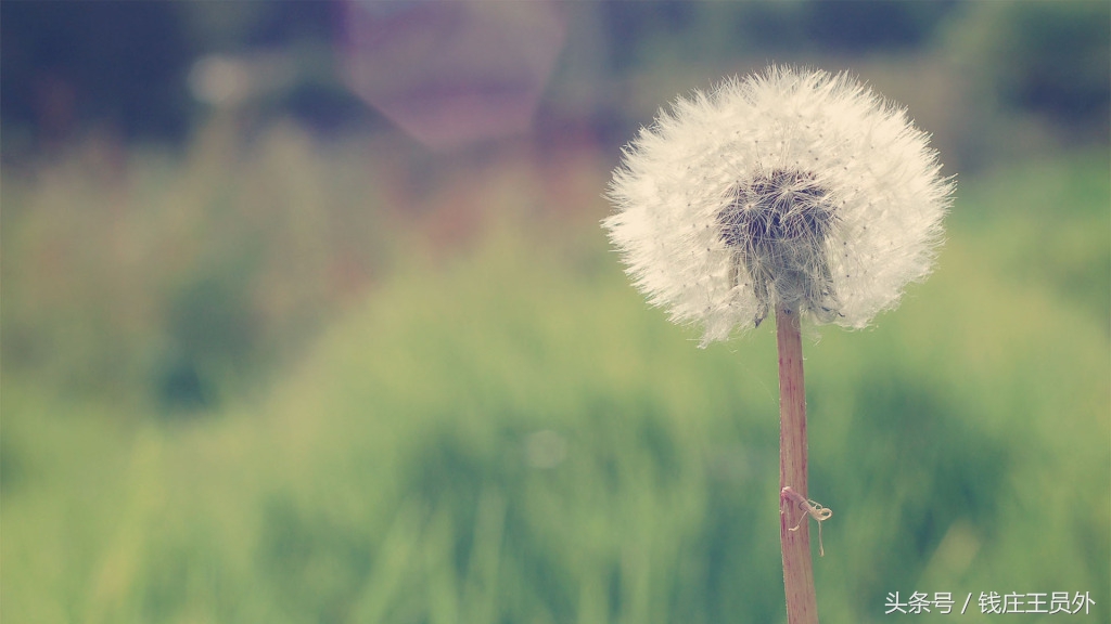 为啥网页不支持flash,网页上的flash怎么不显示