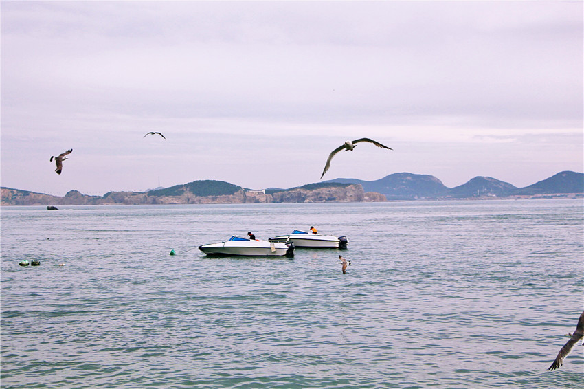 荣成海驴岛一年四季都有海鸥吗,国外海岛看海鸥