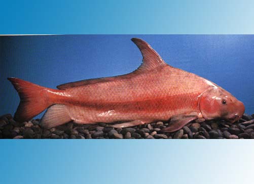 中国人工养殖的鱼都有什么,中国适合养殖的原生鱼