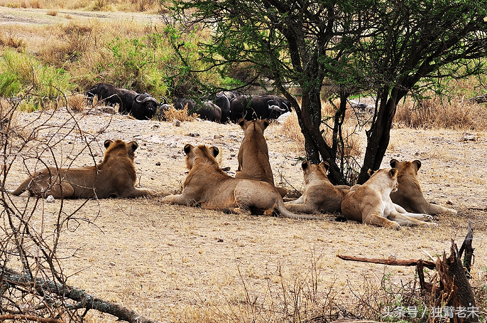 非洲马赛人有多厉害狮子都被吓跑,马赛人手拿一支长矛单挑一头狮子