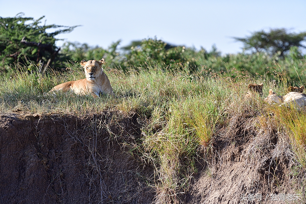 非洲马赛人有多厉害狮子都被吓跑,马赛人手拿一支长矛单挑一头狮子