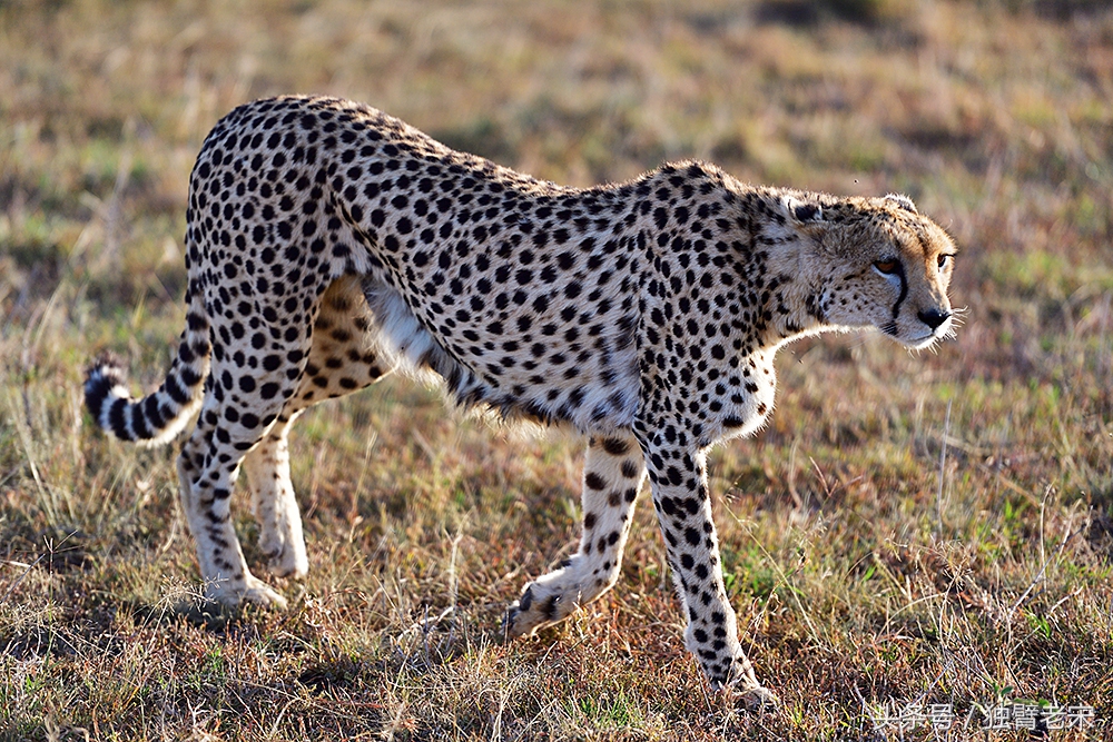 非洲马赛人有多厉害狮子都被吓跑,马赛人手拿一支长矛单挑一头狮子