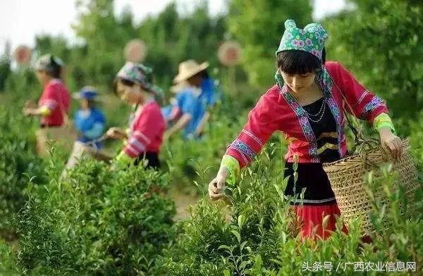 暑假去哪里旅游好进广西,暑假去哪里玩好玩又便宜广西