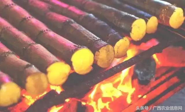 暑假去哪里旅游好进广西,暑假去哪里玩好玩又便宜广西