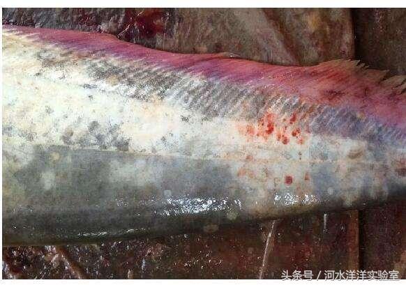 红烧鲶鱼鱼块的做法大全,剁椒鱼头红烧鲶鱼的做法