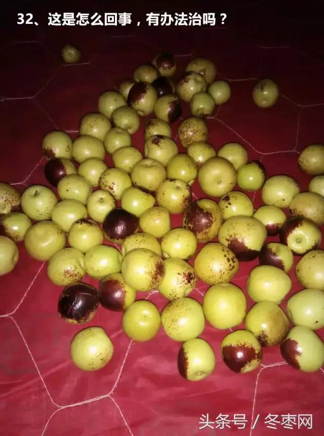 冬枣管理问题解答299期,冬枣管理问题及解析