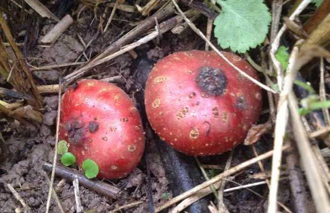 农村常见的中草药功效解说,常见中草药的功效与作用