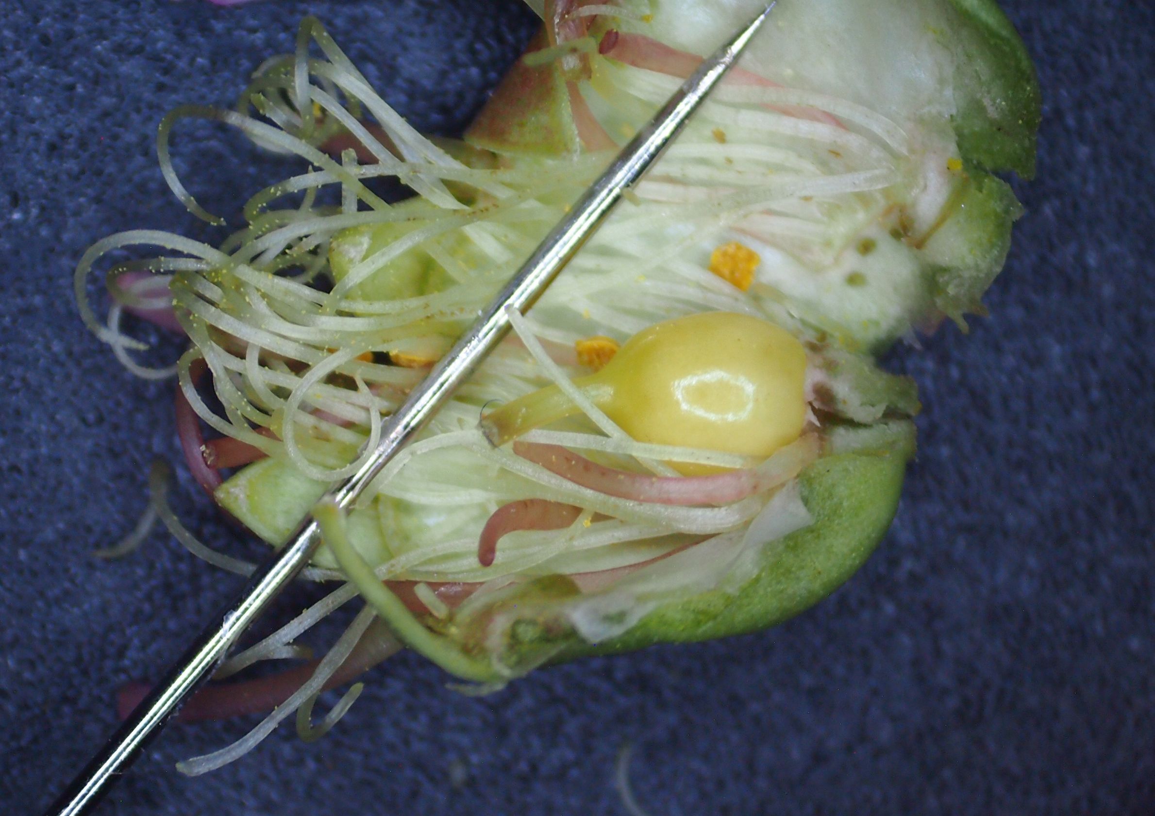 紫薇皮图片,百日红紫薇长花苞后多久开视频