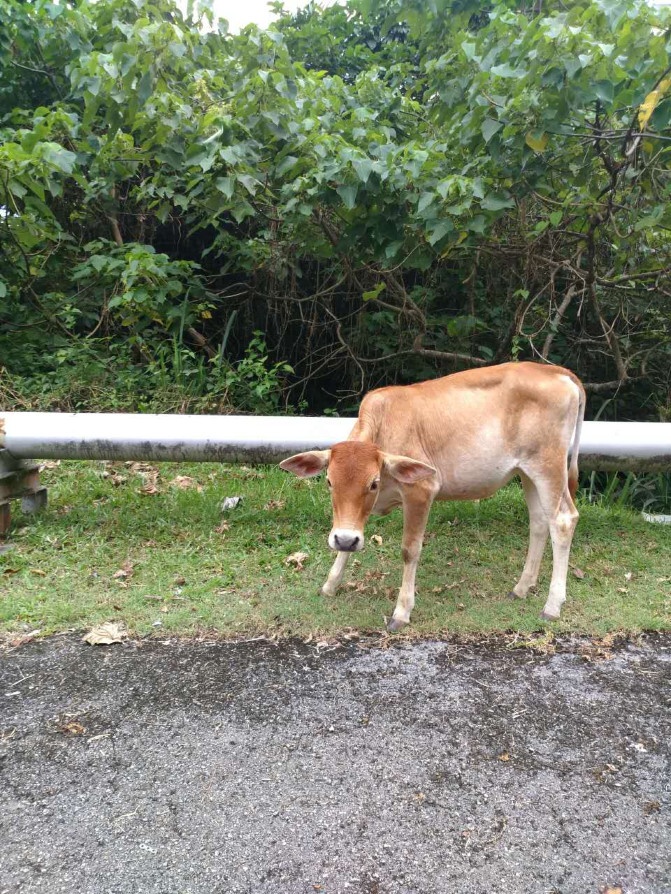 想走就走的旅行兰卡威六日游,兰卡威3天2晚的自由行攻略