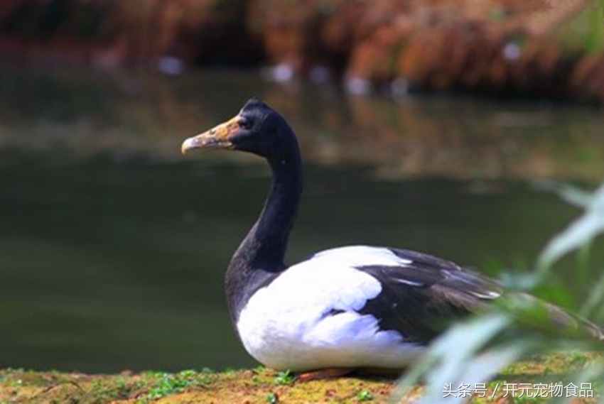 请不要在叫我喜鹊,我是四喜鸟