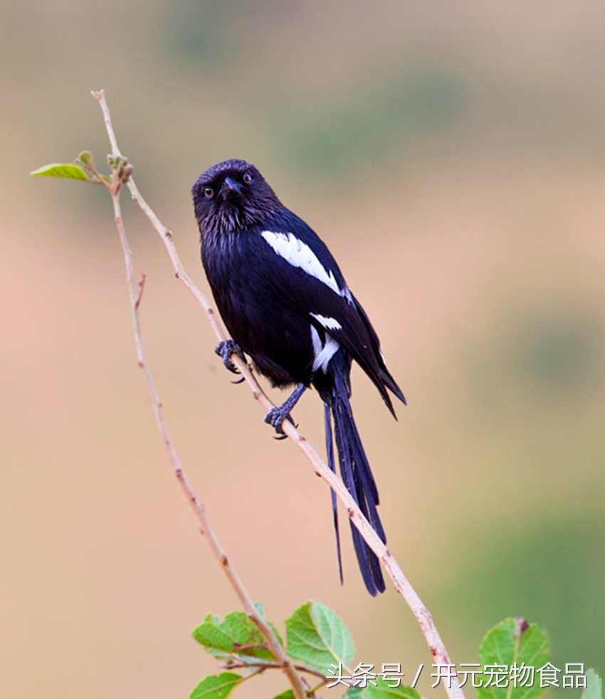 请不要在叫我喜鹊,我是四喜鸟