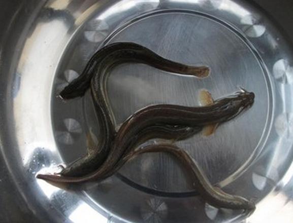 豆腐和泥鳅一起炖叫什么名字,豆腐炖泥鳅这道菜名叫啥