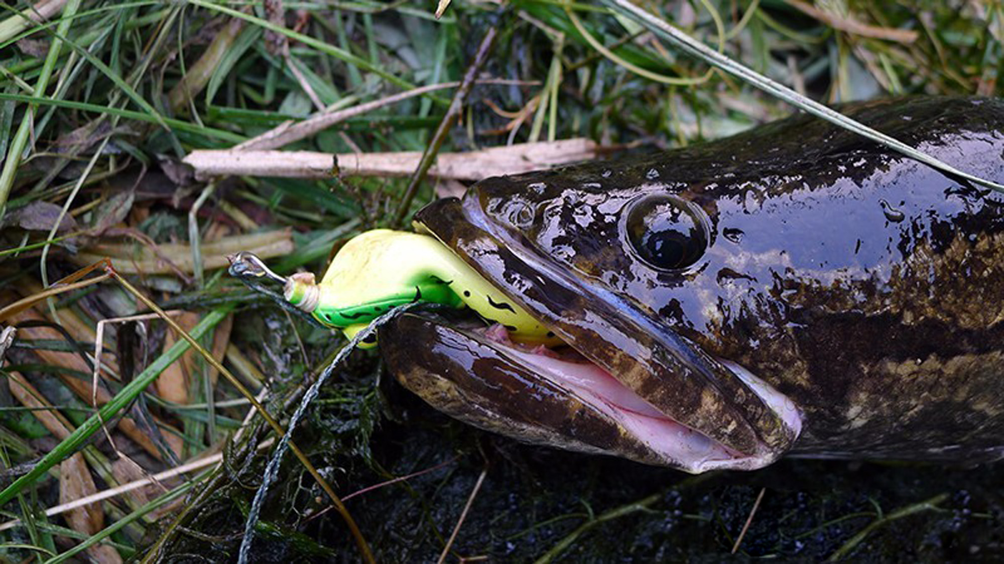 雷强纪录片完整版,雷强最好用的雷蛙