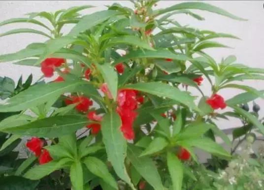 蔻丹艺术作品,蔻丹染指甲