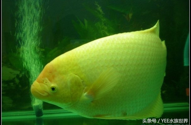 招财鱼不吃食是什么原因,招财鱼真的能招财吗