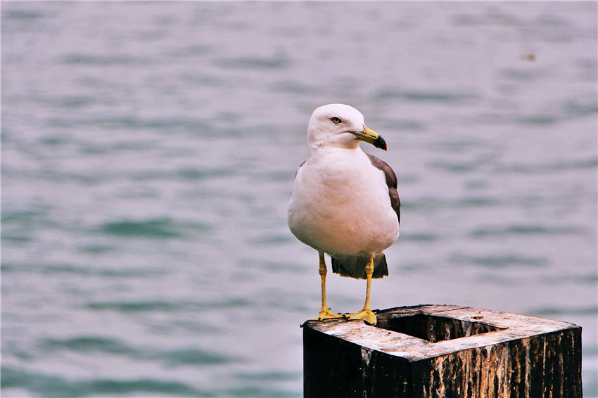 荣成海驴岛一年四季都有海鸥吗,国外海岛看海鸥