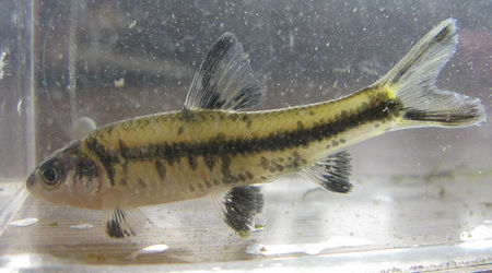 中国人工养殖的鱼都有什么,中国适合养殖的原生鱼