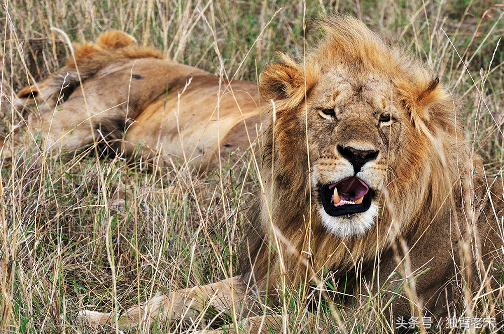 非洲马赛人有多厉害狮子都被吓跑,马赛人手拿一支长矛单挑一头狮子
