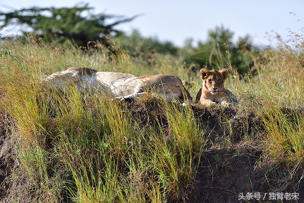 非洲马赛人有多厉害狮子都被吓跑,马赛人手拿一支长矛单挑一头狮子