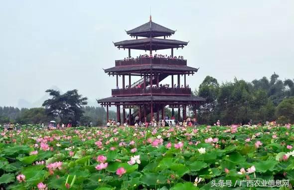 暑假去哪里旅游好进广西,暑假去哪里玩好玩又便宜广西