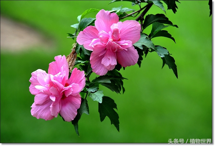 木槿花温柔的坚持,温柔的坚持全集