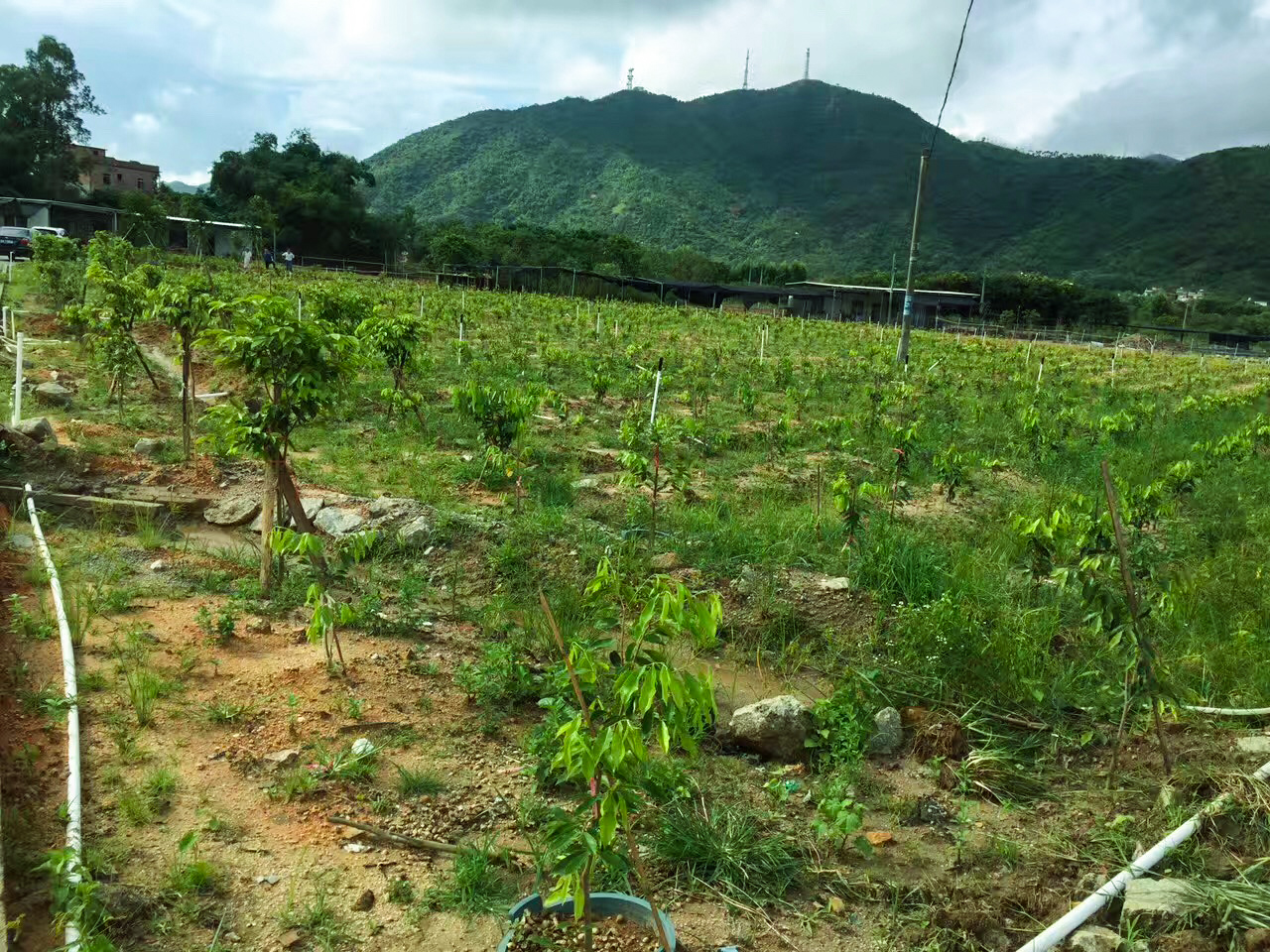 广东茂名电白沉香之乡奇楠直播,沉香五大奇楠产地