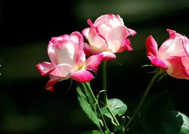 月季玫瑰蔷薇的识别特征,认识蔷薇玫瑰月季