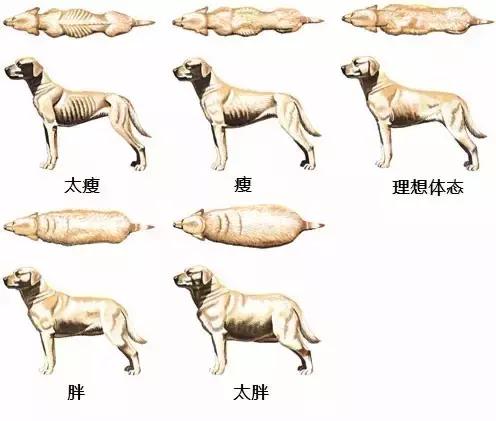 你家的狗会打滚吗,你家的狗多大了