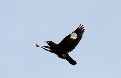 八哥飞到身上吉祥吗,八哥飞到野外能活吗