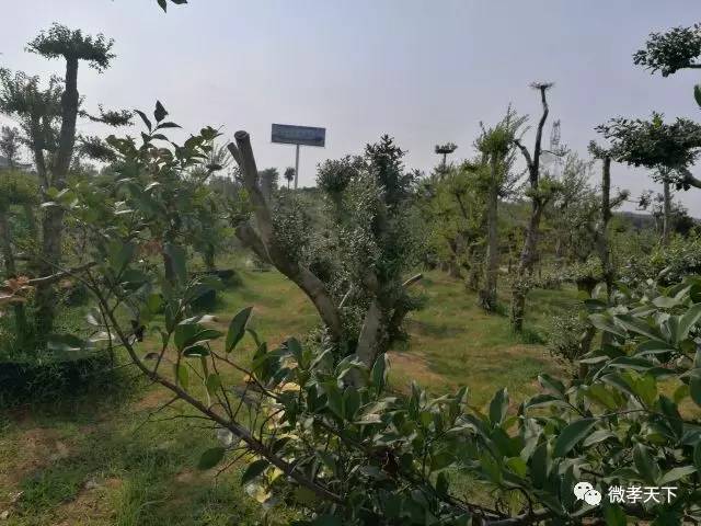 全国网络媒体孝感行:跟着媒体大咖们继续前进,原来咱们孝感的县市区也发展的如此迅速!