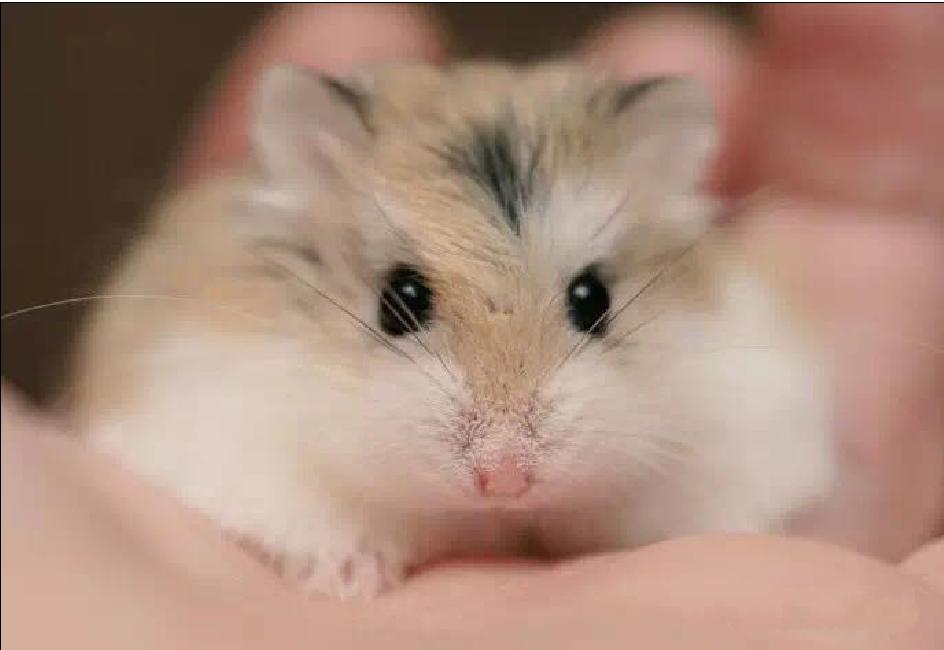 惊喜日三：跟着养仓鼠大神-南山有怪兽，来一起看看高清镜头下仓鼠的小世界是什么样的~