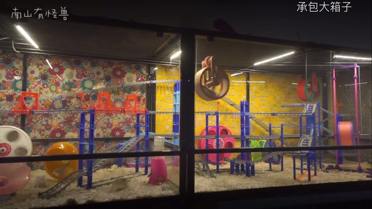 惊喜日三：跟着养仓鼠大神-南山有怪兽，来一起看看高清镜头下仓鼠的小世界是什么样的~