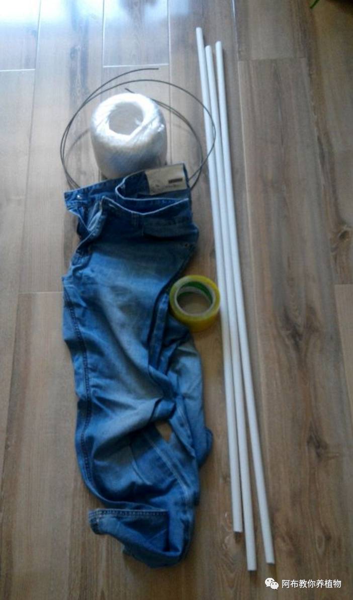 一个鸡蛋就可以让绿萝疯长,让绿萝长得快的方法有哪些