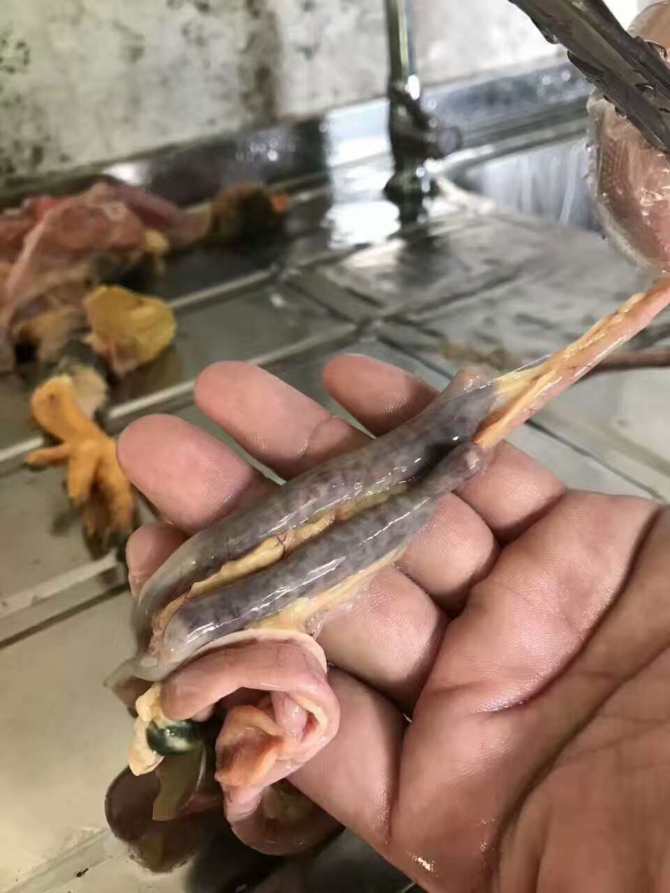 鸡小肠球虫病和盲肠球虫病的区别,鸡的盲肠球虫是什么症状