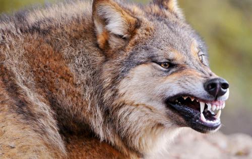 用计谋报复一个人,狗会用什么行为报复主人