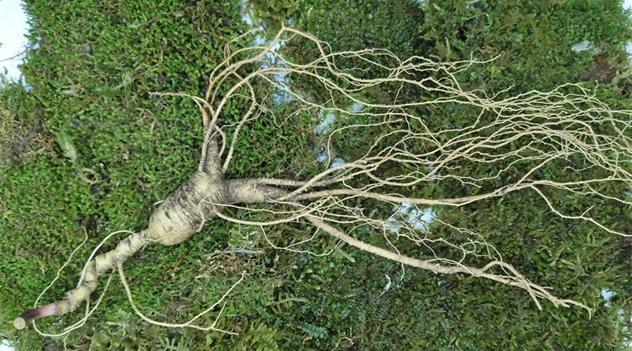 野山参与移山参的区别是什么 (野山参林下参和移山参的区别)