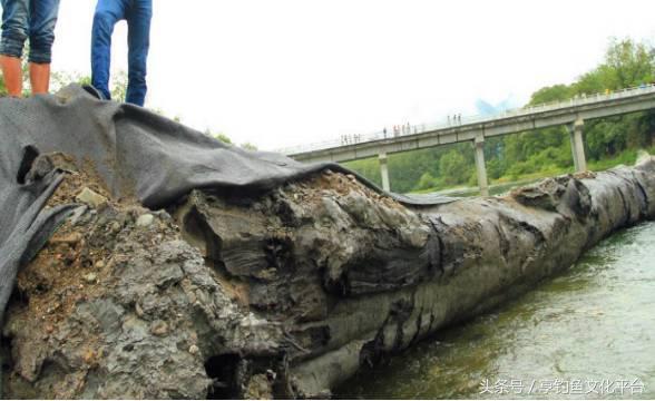 农民自家地里发现天价乌木,河道发现天价乌木